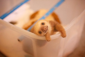 adorable_cute_baby_sloth
